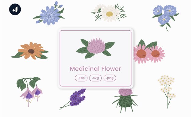 药用花卉矢量插画 Medicinal Flower Illustration